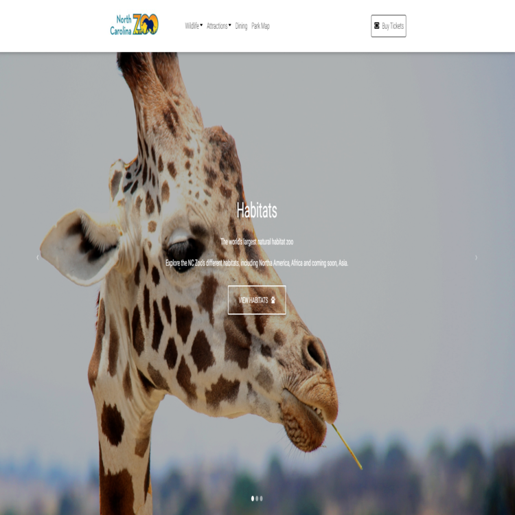 giraffe